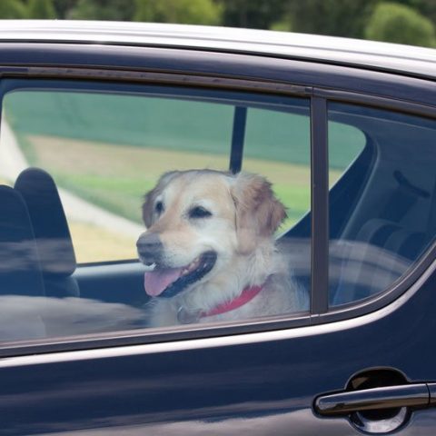 Hund im Auto