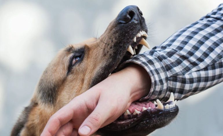 Hund beißt Mensch