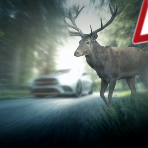 Ein Hirsch neben einem Warnschild für Wildunfall, im Hintergrund ein weißes Auto auf der Straße